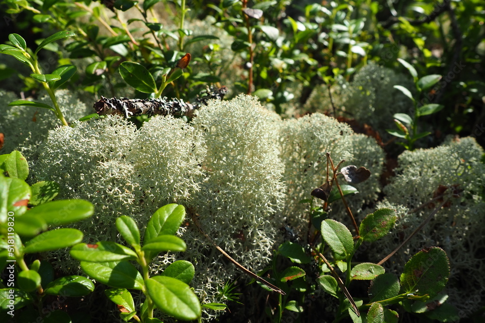 Reindeer lichen reindeer moss. Cladonia, genus of lichens in the ...