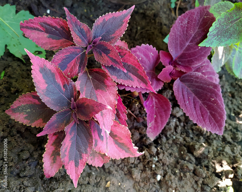 Coleus plant in the garden. Decorative leaves in red and black. Decorative flower. Blooming windowsill. Coleus grade Religious Radish.