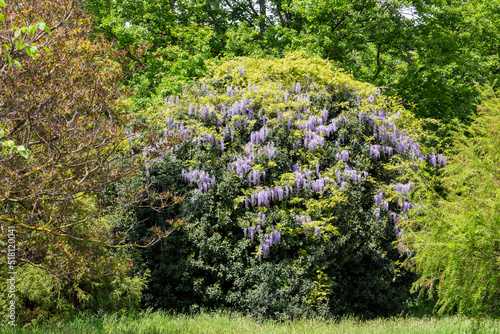 Selective focus of purple flowers Wisteria sinensis or Blue rain, Chinese wisteria is species of flowering plant , Its twisting stems and masses of scented flowers in hanging racemes.