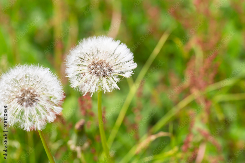 Closed Bud of a dandelion. Dandelion white flowers in green grass. Closed Bud of a dandelion. Dandelion white flowers in green grass.