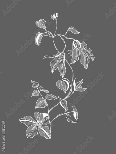 lacy clematis flowers, vector illustration.