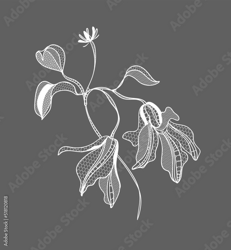 lacy clematis flowers, vector illustration.