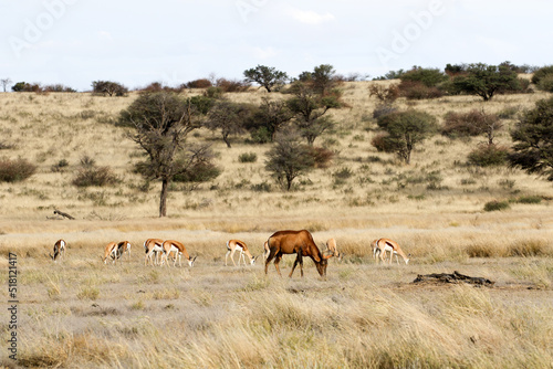 Kgalagadi Transfrontier National Park, South Africa: landscape showing the typical veld after a summer of good rainfall