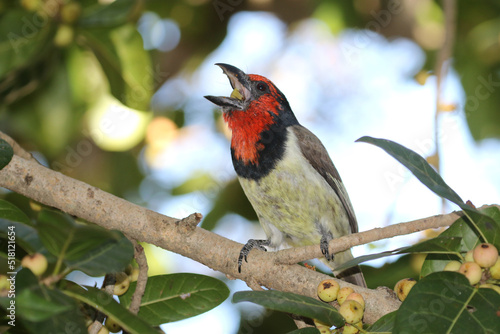 Kruger National Park, South Africa: Black-collared barbet feating in a wild fig tree