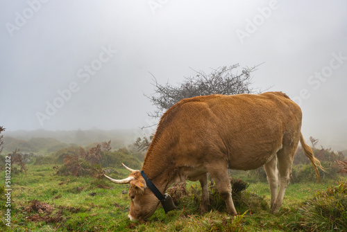 Cows in a grassy field on a fog morning. Misty meadow green landscape mist nature. Farm field livestock pasture grass panoramic photo