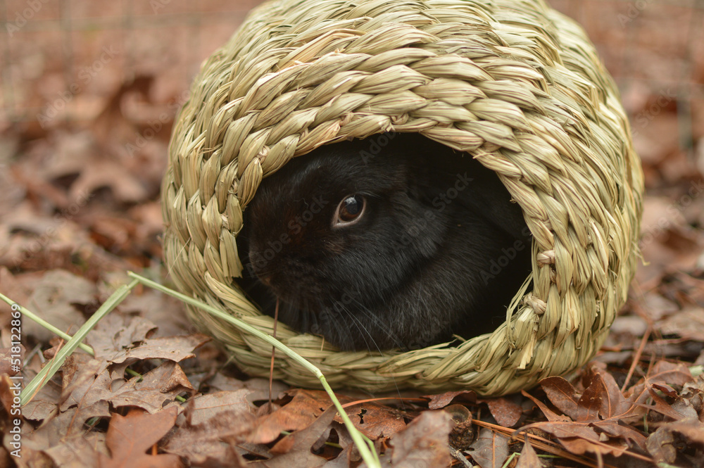 Obraz premium Black Mini Lop Peeking Out of Straw Bungalow Among the Leaves