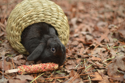 Cute Black Mini Holland Lop Rabbit Eating a Snack while in Hay Bungalow among the leaves