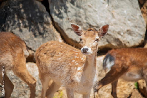Fototapeta Naklejka Na Ścianę i Meble -  Fallow deer doe (female) looking at camera 