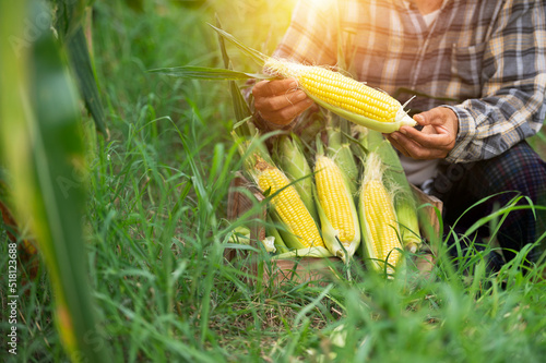 agriculture harvesting corn Corn farmers plant corn organic farming arable land Fototapet