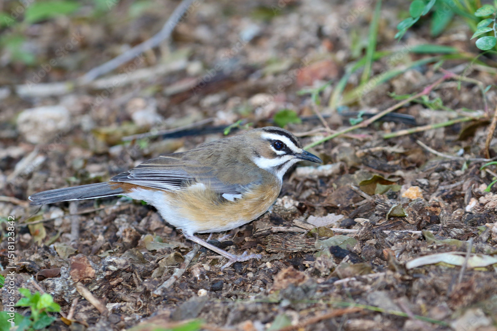 Kruger National Park, South Africa: Bearded Scrub-robin Kruger National Park, South Africa: Bearded Scrub-robin