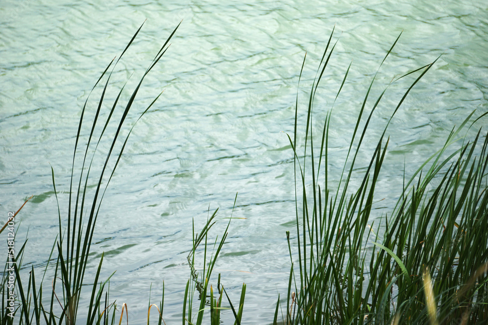 Obraz premium Reeds on water's edge