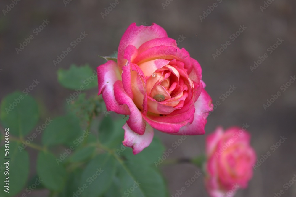 Beautiful park flowers. Delicate color and texture Beautiful park flowers. Delicate color and texture