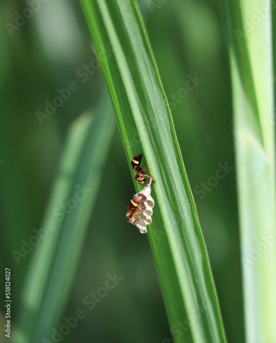 a couple of wasp building thier nest on a green leaf