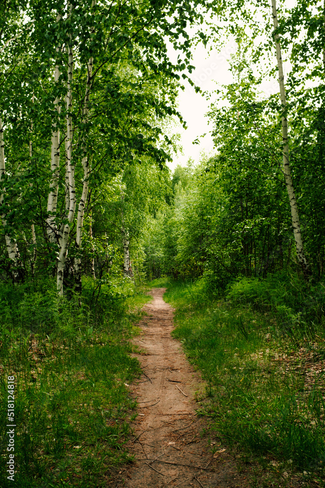 Road in a spring birch grove, path in the woods among birches. Landscape - summer birch forest