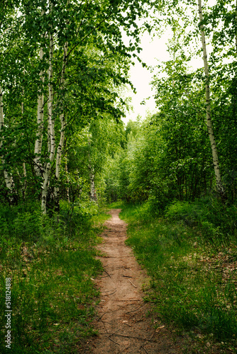 Road in a spring birch grove, path in the woods among birches. Landscape - summer birch forest