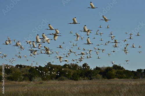 White Ibis at Hoop Pole Creek Nature Trail in Atlantic Beach, North Carolina