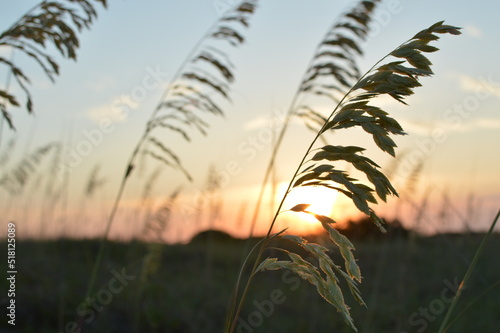 Sea oats at sunset with sky and sun in the background at Tybee Island, Georgia