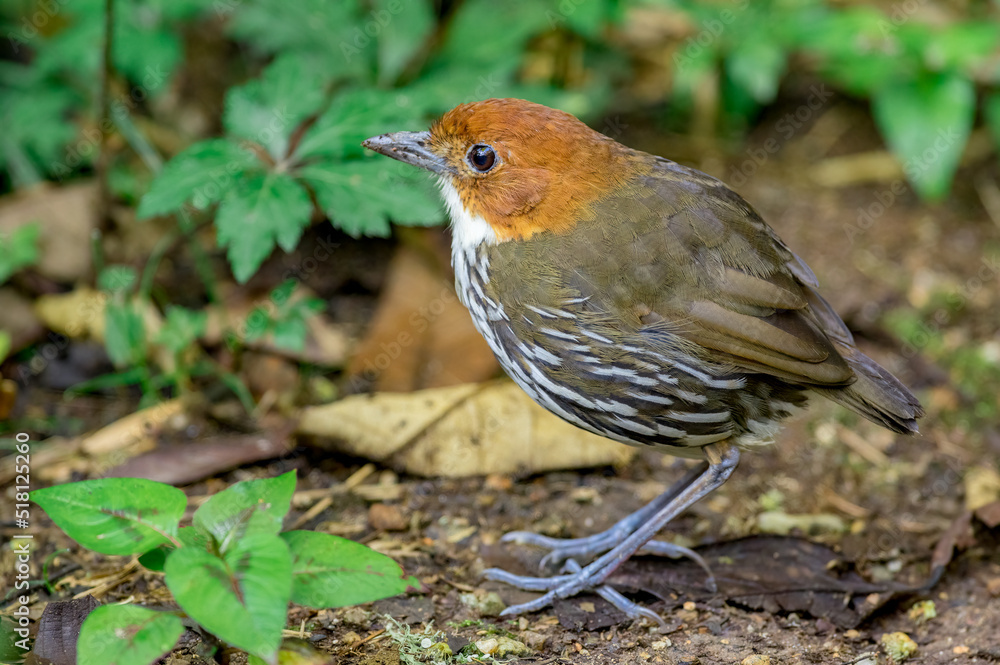 Chestnut-Crowned Antpitta (Grallaria ruficapilla). Strange bird walking along a path through the woods Chestnut-Crowned Antpitta (Grallaria ruficapilla). Strange bird walking along a path through the woods
