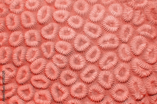 Fototapeta Naklejka Na Ścianę i Meble -  Organic texture of the hard coral Abstract background in trendy coral color .