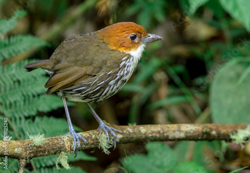 Chestnut-Crowned Antpitta (Grallaria ruficapilla). Rare ground bird perched on a branch in the middle of a forest