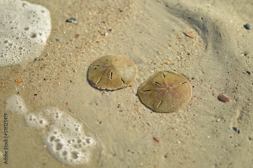 Fotografie Two live sand dollars (sea biscuits) under the ocean water at Tybee Island beach