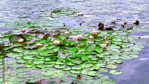 Blooming colored Nymphaeas (water lilies) on the lake photo