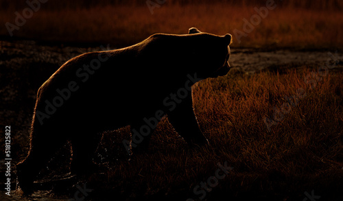 Backlit brown bear at dusk coming out of the water photo