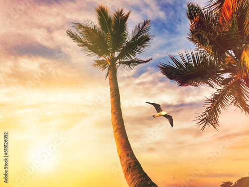 Seagull flying in a tropical landscape with palm trees at sunset -  Summer vacation and nature travel adventure © Armando Oliveira