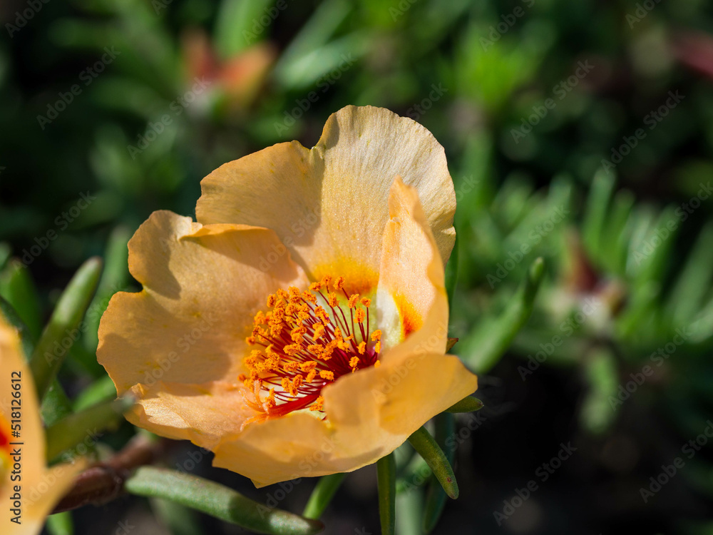in summer on a flower meadow an orange colored poppy, with a green background, in close-up in summer on a flower meadow an orange colored poppy, with a green background, in close-up