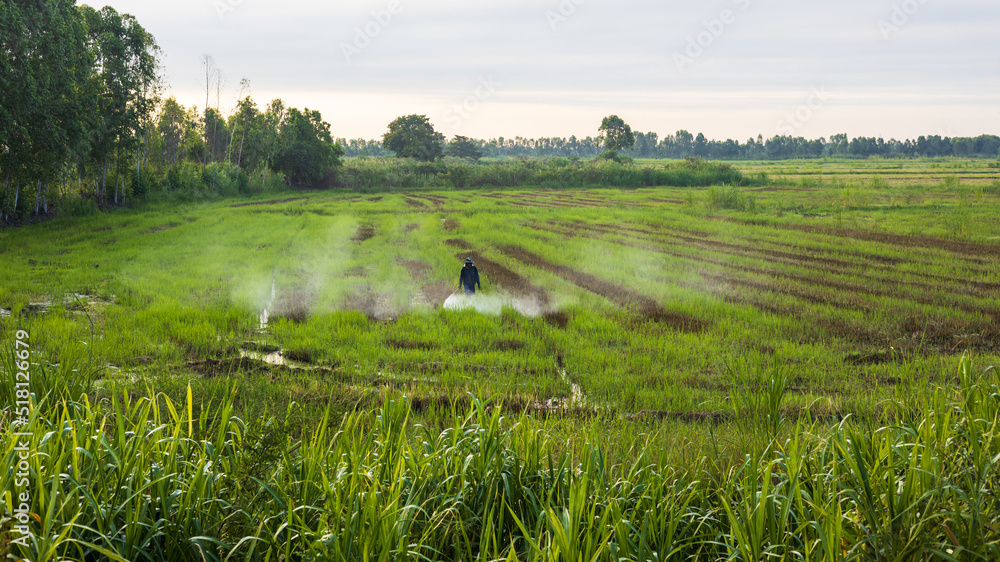 A view of a Thai farmer spraying chemicals to kill weeds in rice fields. A view of a Thai farmer spraying chemicals to kill weeds in rice fields.