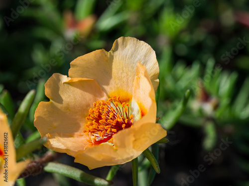 in summer on a flower meadow an orange colored poppy  with a green background  in close-up