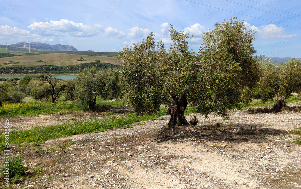 Olive trees in Andalusia Olive trees in Andalusia