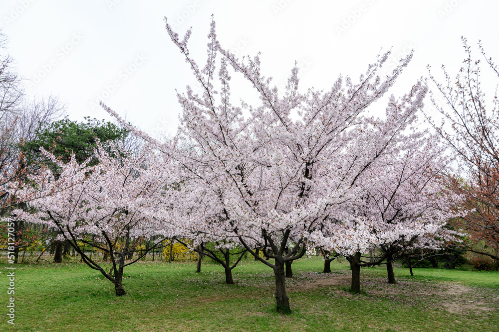 Large cherry trees with many white flowers in full bloom in the Japanese Garden from King Michael I Park (former Herastrau) in Bucharest, Romania, in a cloudy spring day, sakura. Large cherry trees with many white flowers in full bloom in the Japanese Garden from King Michael I Park (former Herastrau) in Bucharest, Romania, in a cloudy spring day, sakura.