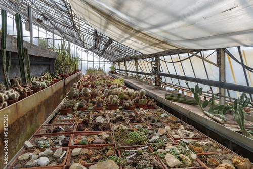 Cactaceae of different species in a greenhouse