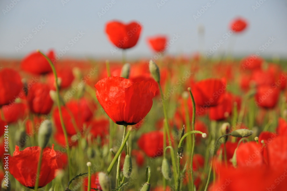 Naklejka premium Red poppy field. Close up poppies. Flowering poppy field. Magic of nature. 