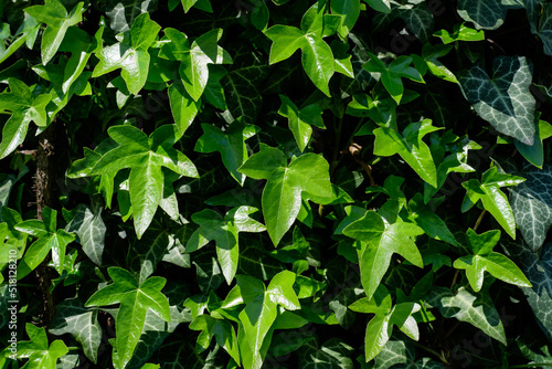 Wallpaper Mural Vivid green leaves of Hedera helix, the common ivy, English or European ivy plant in a sunny spring garden, beautiful outdoor monochrome background. Torontodigital.ca