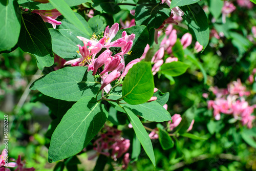 Green bush with fresh pink flowers and green leaves of Lonicera hispidula plant, known as California honeysuckle or woodbine in a garden in a sunny summer day, beautiful outdoor floral background.