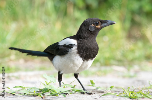 Młoda sroka (Pica pica)