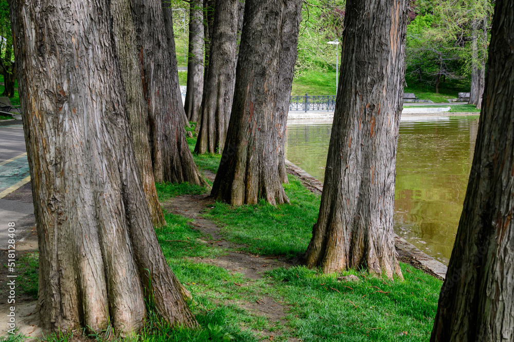 Landscape with many large old trees and green grass on the shoreline of Titan Lake in Alexandru Ioan Cuza (IOR) Park in Bucharest, Romania, in a cloudy spring day . Landscape with many large old trees and green grass on the shoreline of Titan Lake in Alexandru Ioan Cuza (IOR) Park in Bucharest, Romania, in a cloudy spring day .