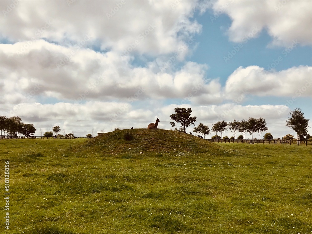 Obraz premium cows in the field