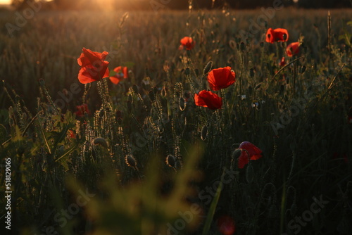 Poppy flowers at sunset in the golden hour.