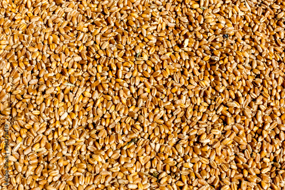 Processed grain of wheat background. Agriculture concept