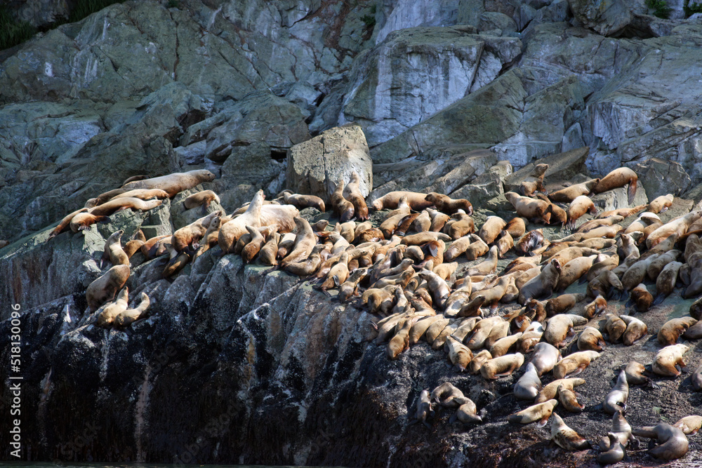 Alaska Stellar Sea Lions on a rocky haul-out near Juneau Alaska
Alaska Stellar Sea Lions on a rocky haul-out near Juneau Alaska