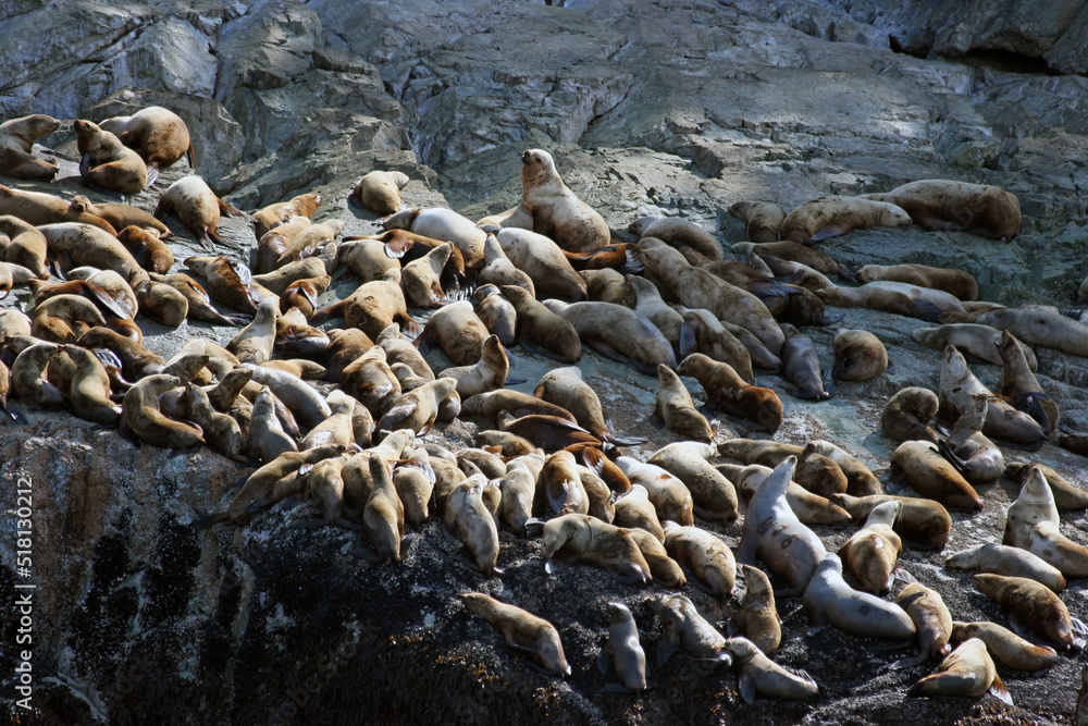 Obraz premium Close up of Alaska Stellar Sea Lions on a rocky haul-out near Juneau Alaska 