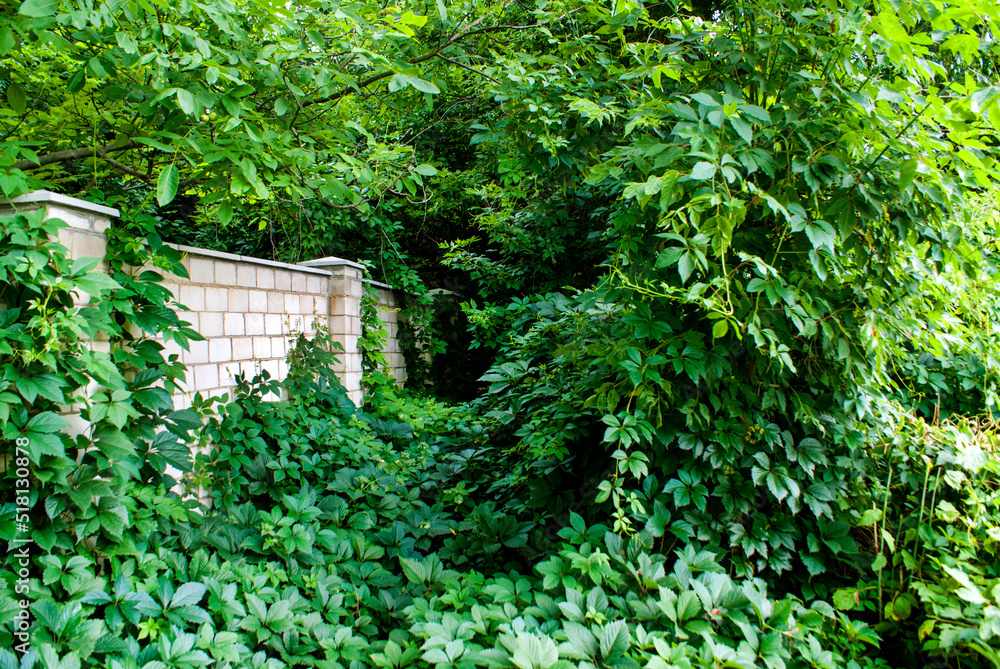 Branches of wild grapes of different shades of green during the day Branches of wild grapes of different shades of green during the day