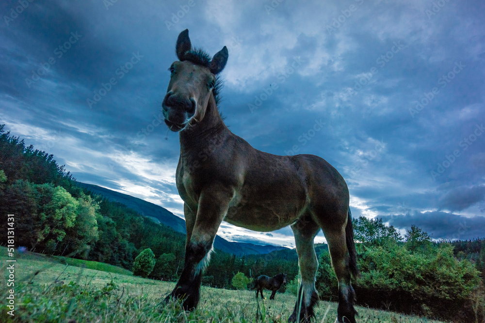 Fototapeta premium caballo pastando en el parque natural Gorbeia,Vizcaya , Euzkadi, Spain