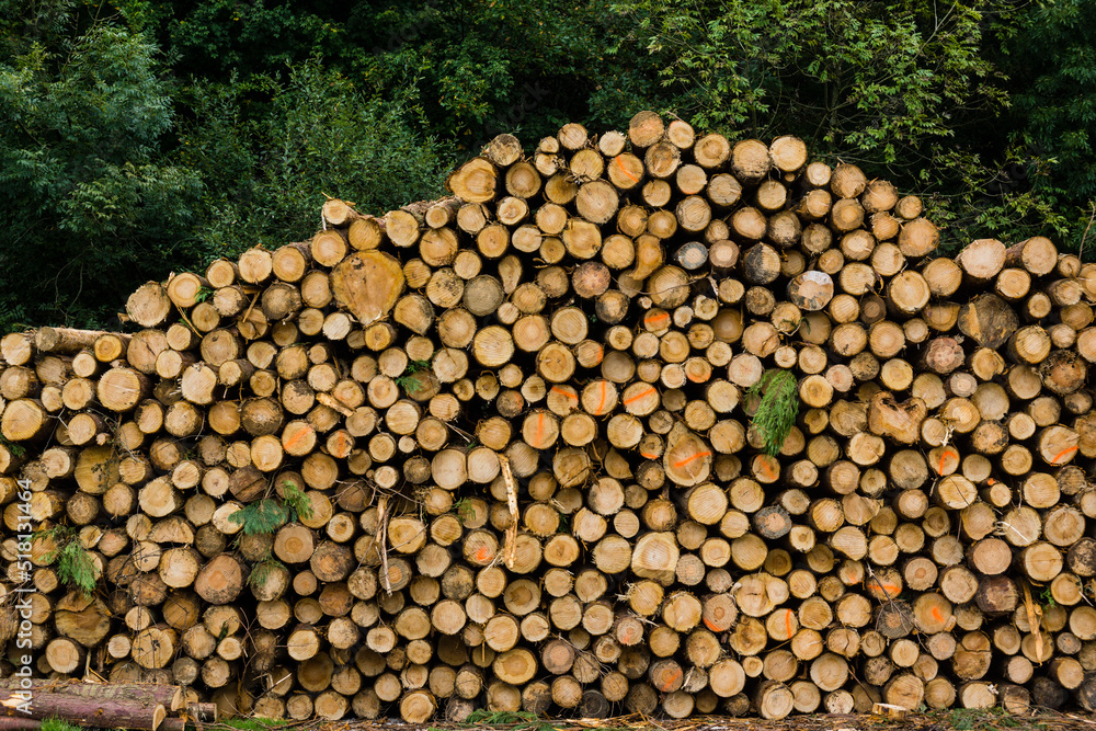 troncos para industria de la madera, Zeanuri,parque natural Gorbeia,Alava- Vizcaya, Euzkadi, Spain
