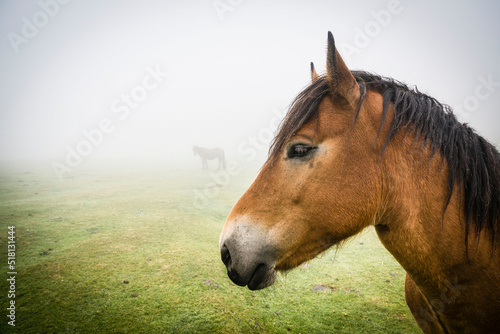 caballo pastando entre la niebla,parque natural Gorbeia,Alava- Vizcaya, Euzkadi, Spain photo