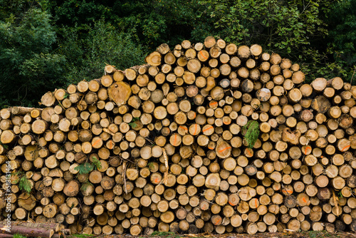 troncos para industria de la madera  Zeanuri parque natural Gorbeia Alava- Vizcaya  Euzkadi  Spain