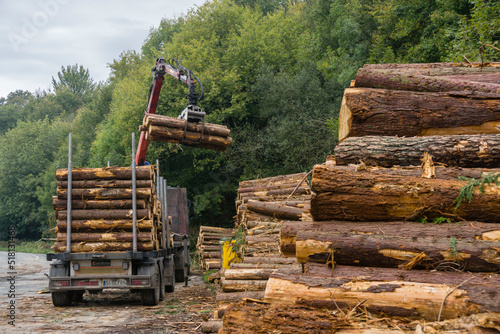 troncos para industria de la madera  Zeanuri parque natural Gorbeia Alava- Vizcaya  Euzkadi  Spain